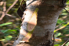 Syzygium caryophyllatum